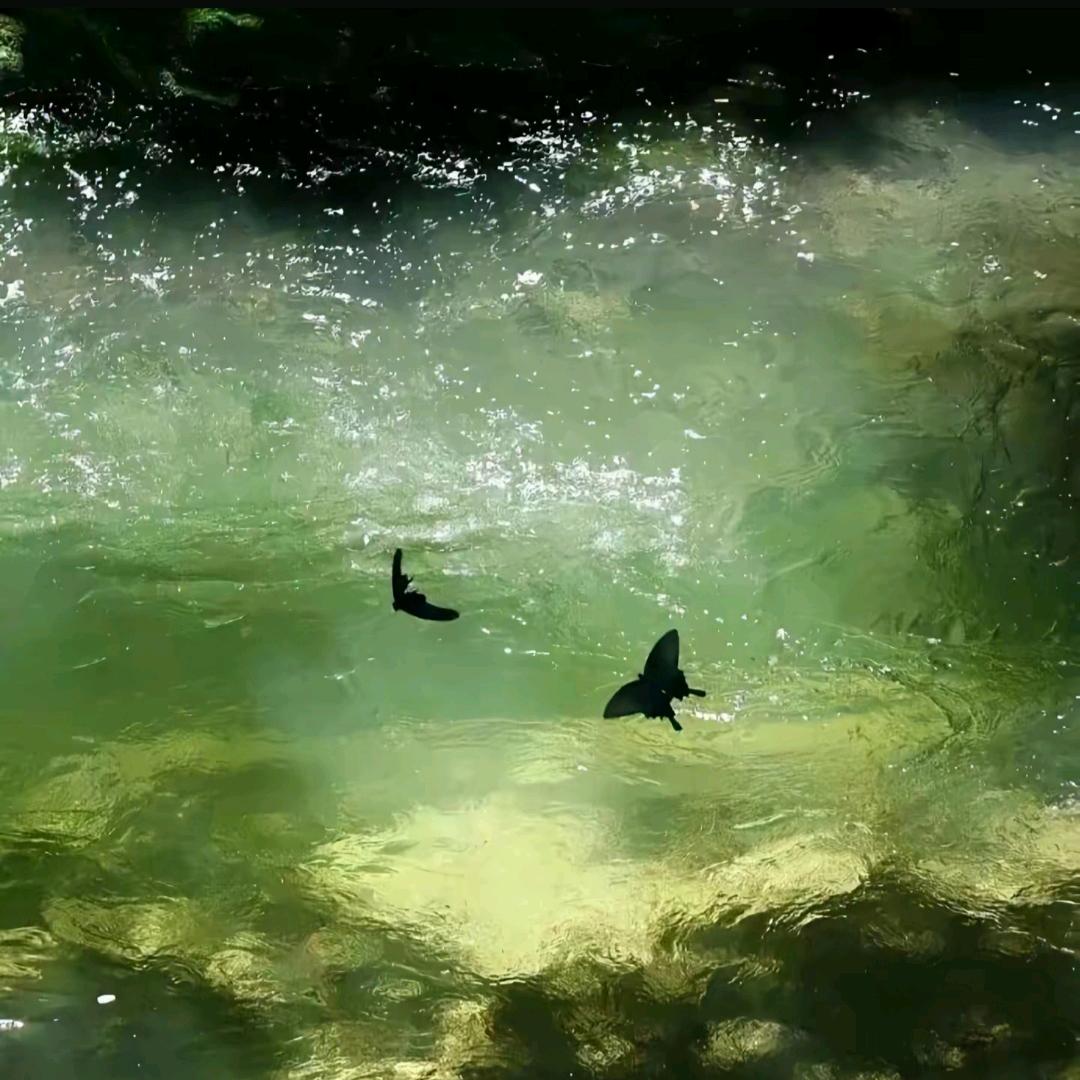 灵宝🦋