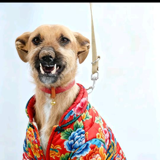 花棉袄♂张先生