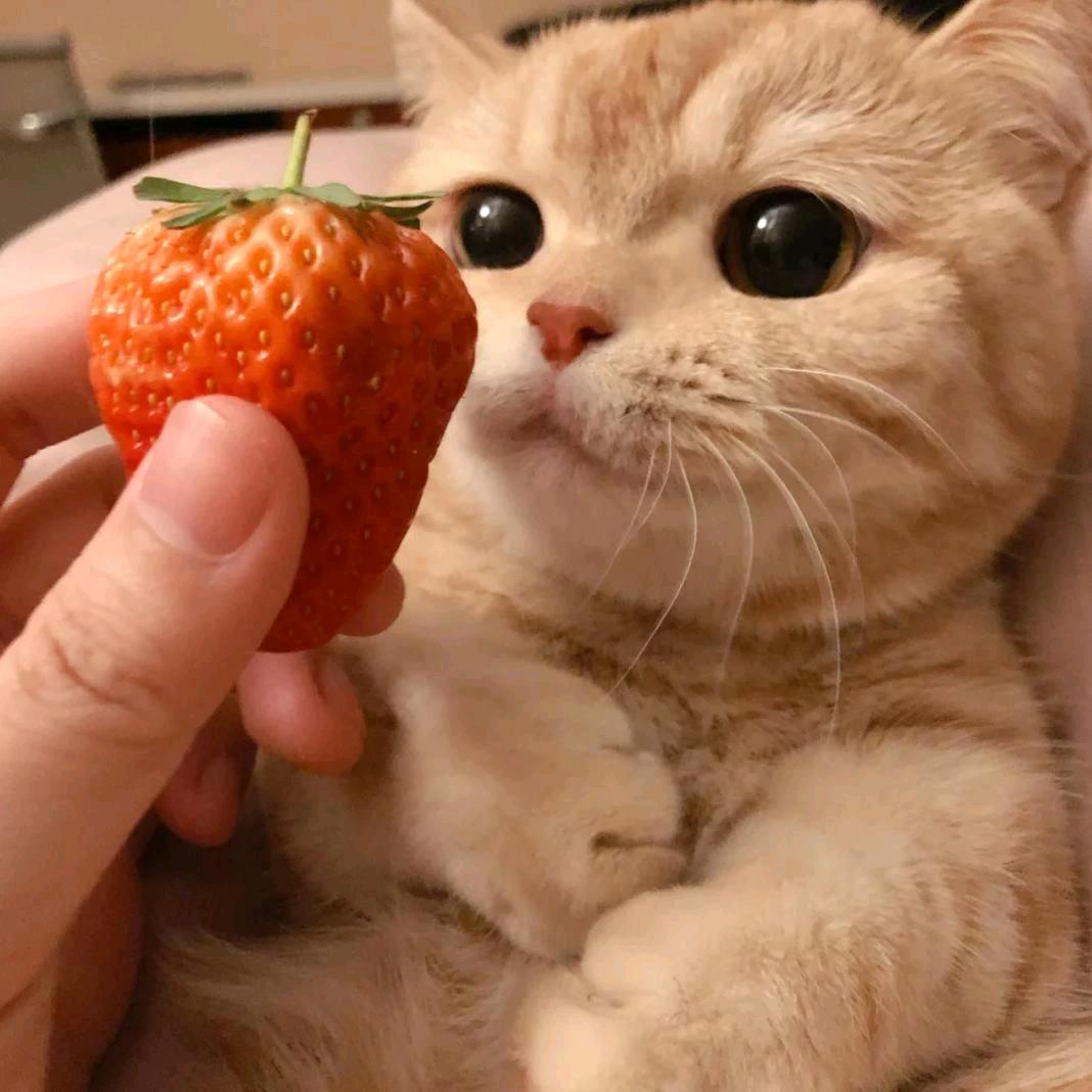 倪乚吖