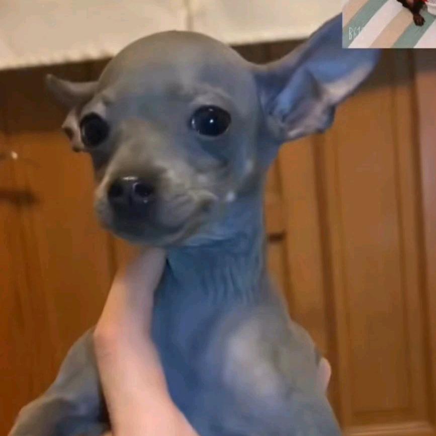 阿齐小精灵犬舍免费鉴定