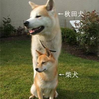 大多多小多多