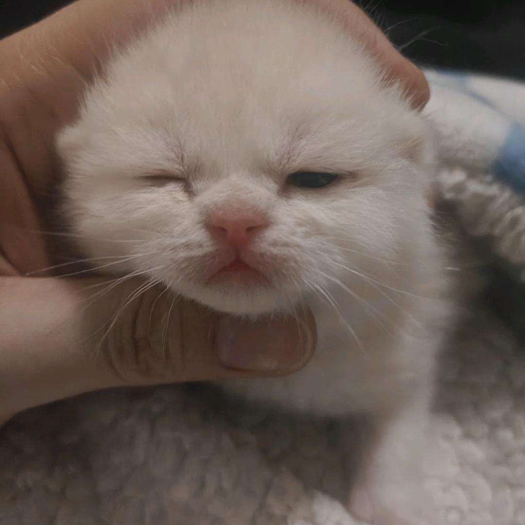 淑芬粉嘟嘟（带娃中）