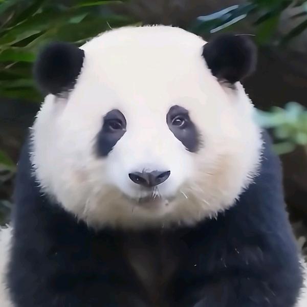 (｡ω。)木木(￣o￣)