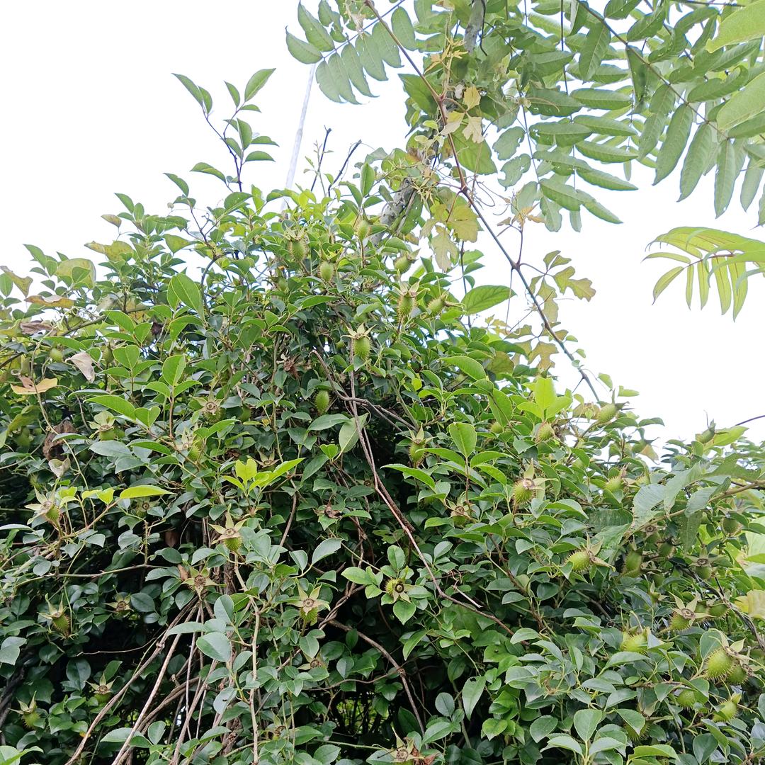 小辣椒