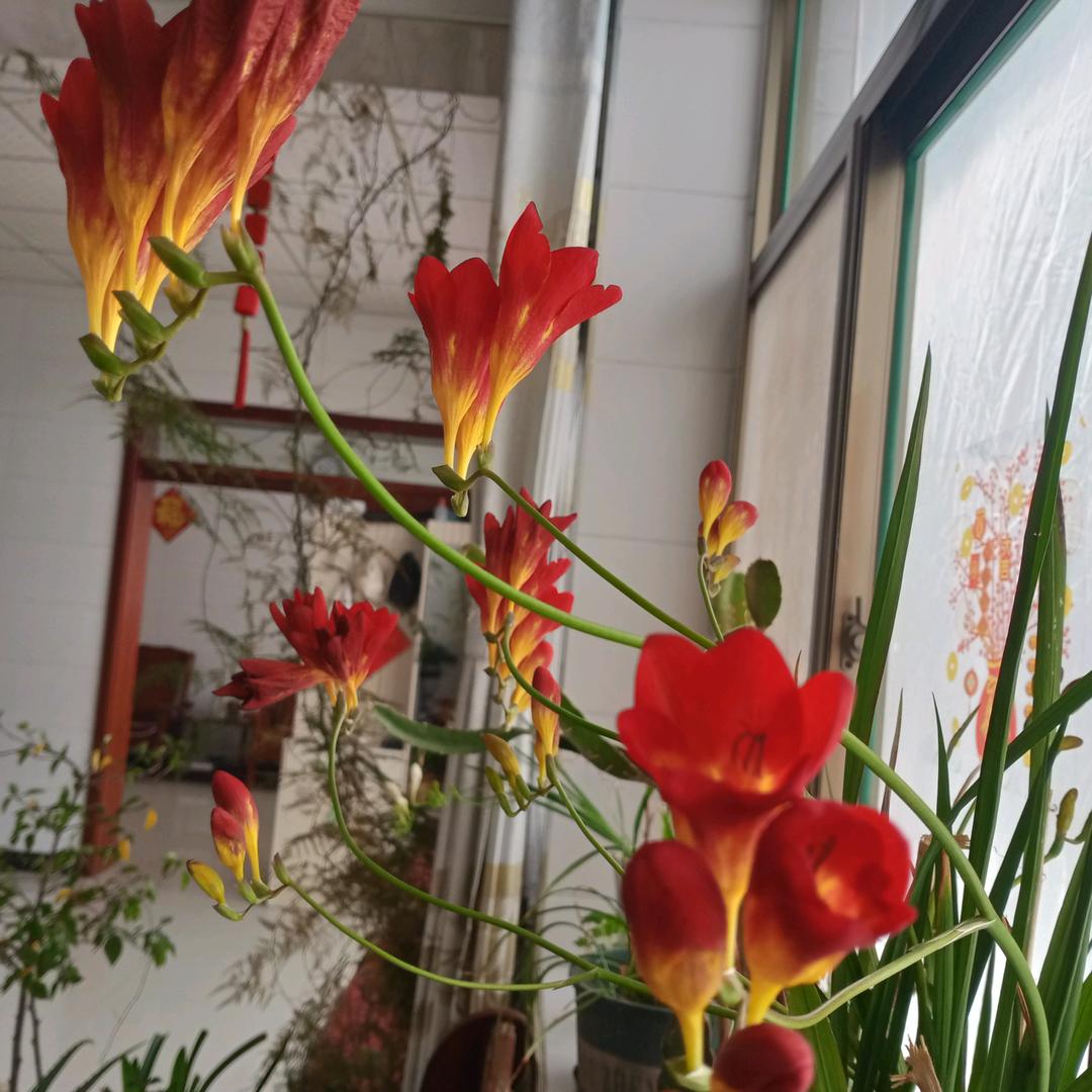 知心妹妹（小，大号开播