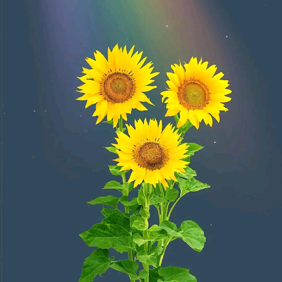 梵高的向日葵🌻