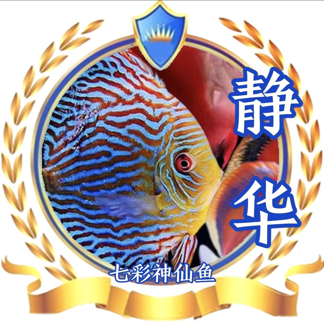 静华七彩神仙鱼