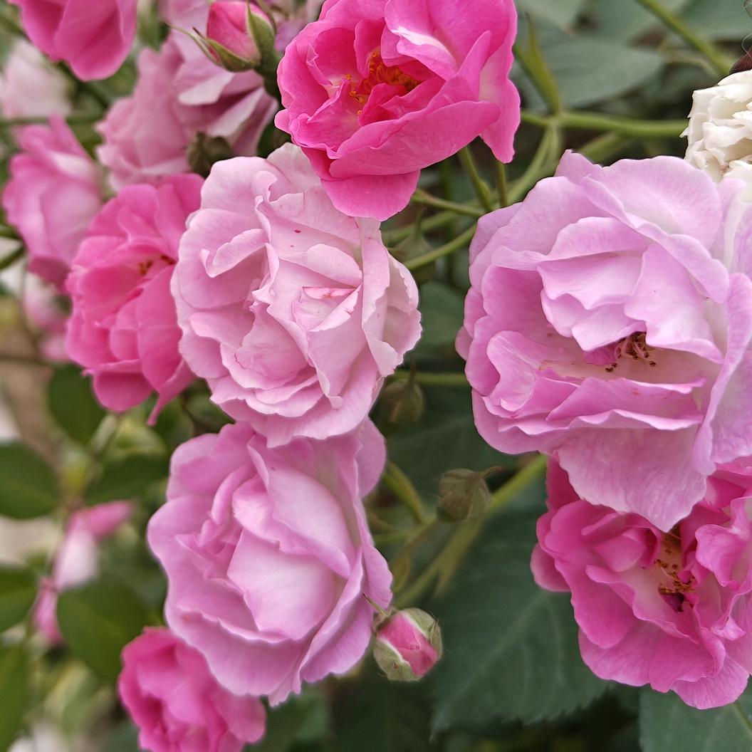 静待花开（QB）