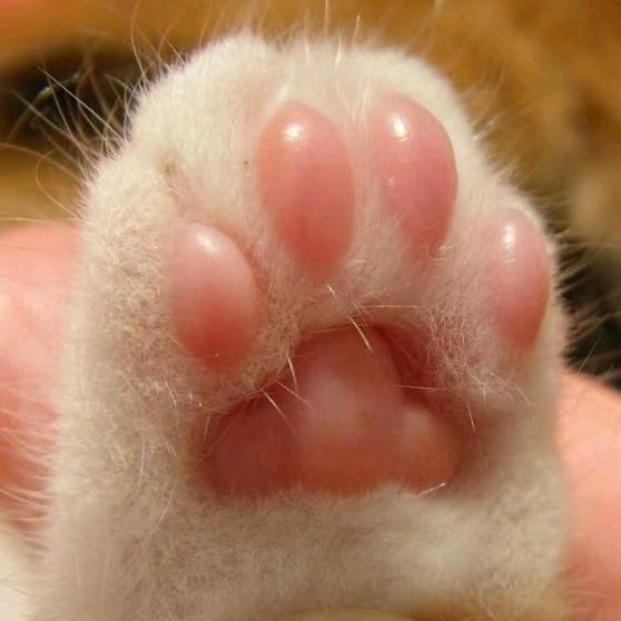 疯猫