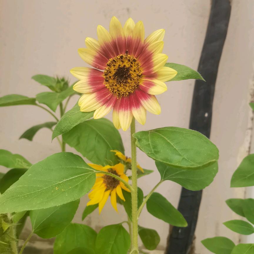 🌻向日葵