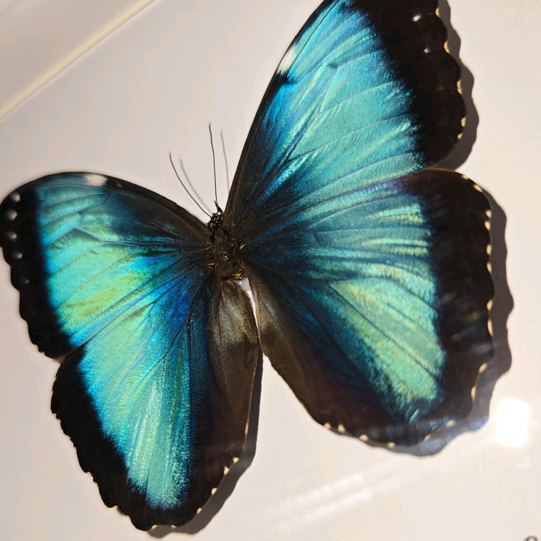 乔西🦋