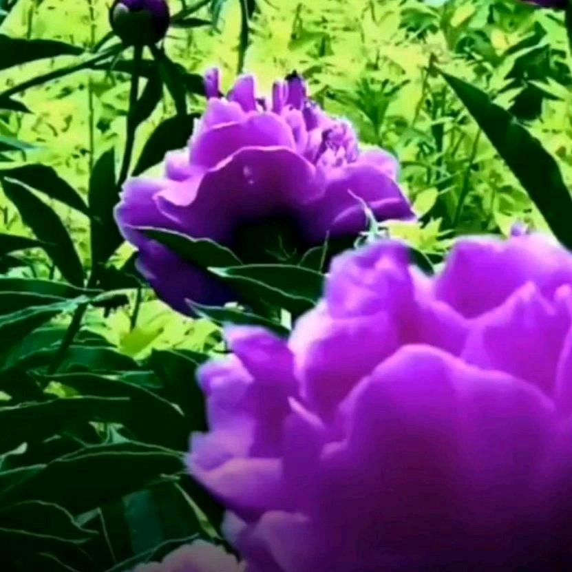 平安.