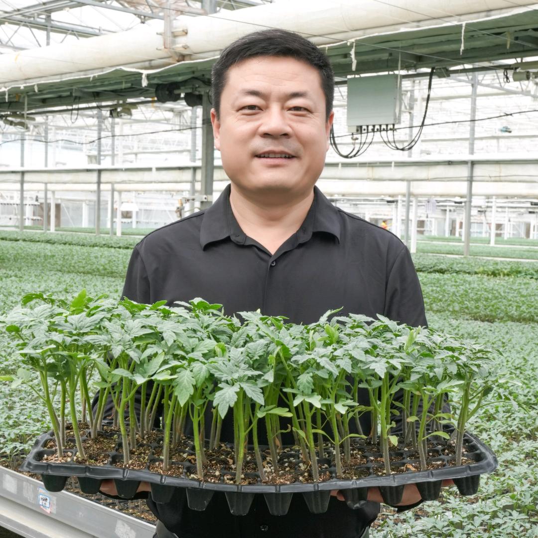 和老赵一起种番茄