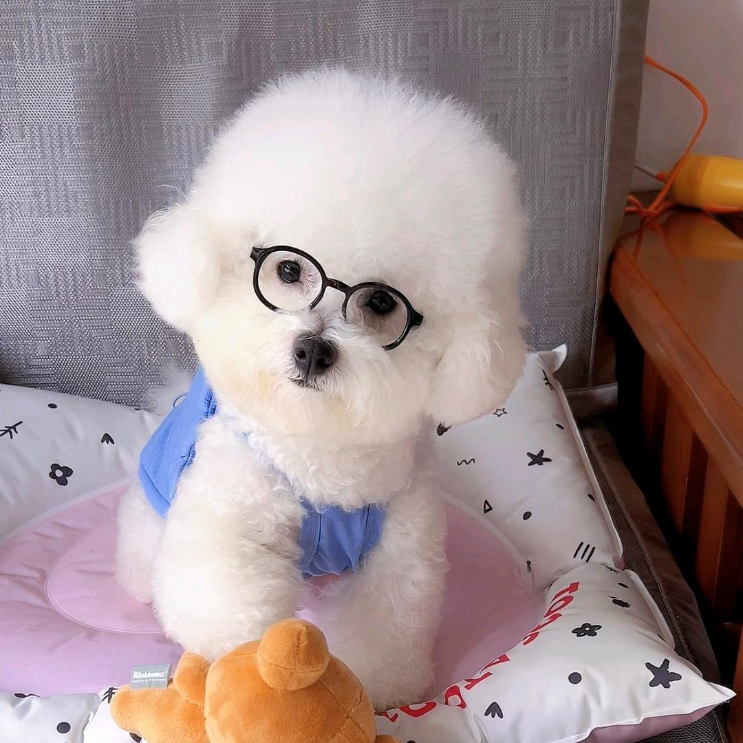 是布丁呀🐶
