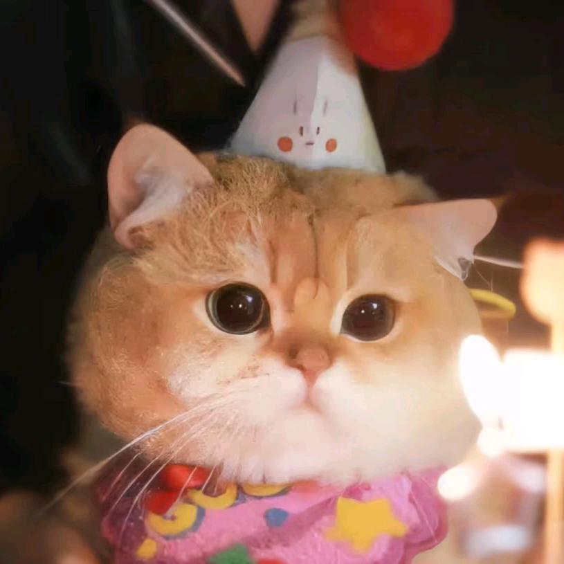 啊猫头像