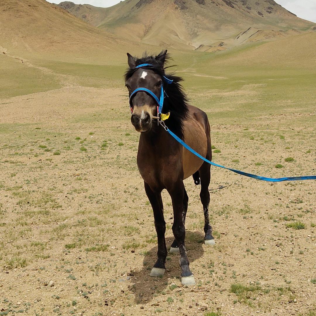 ༼࿐རྟ་༽