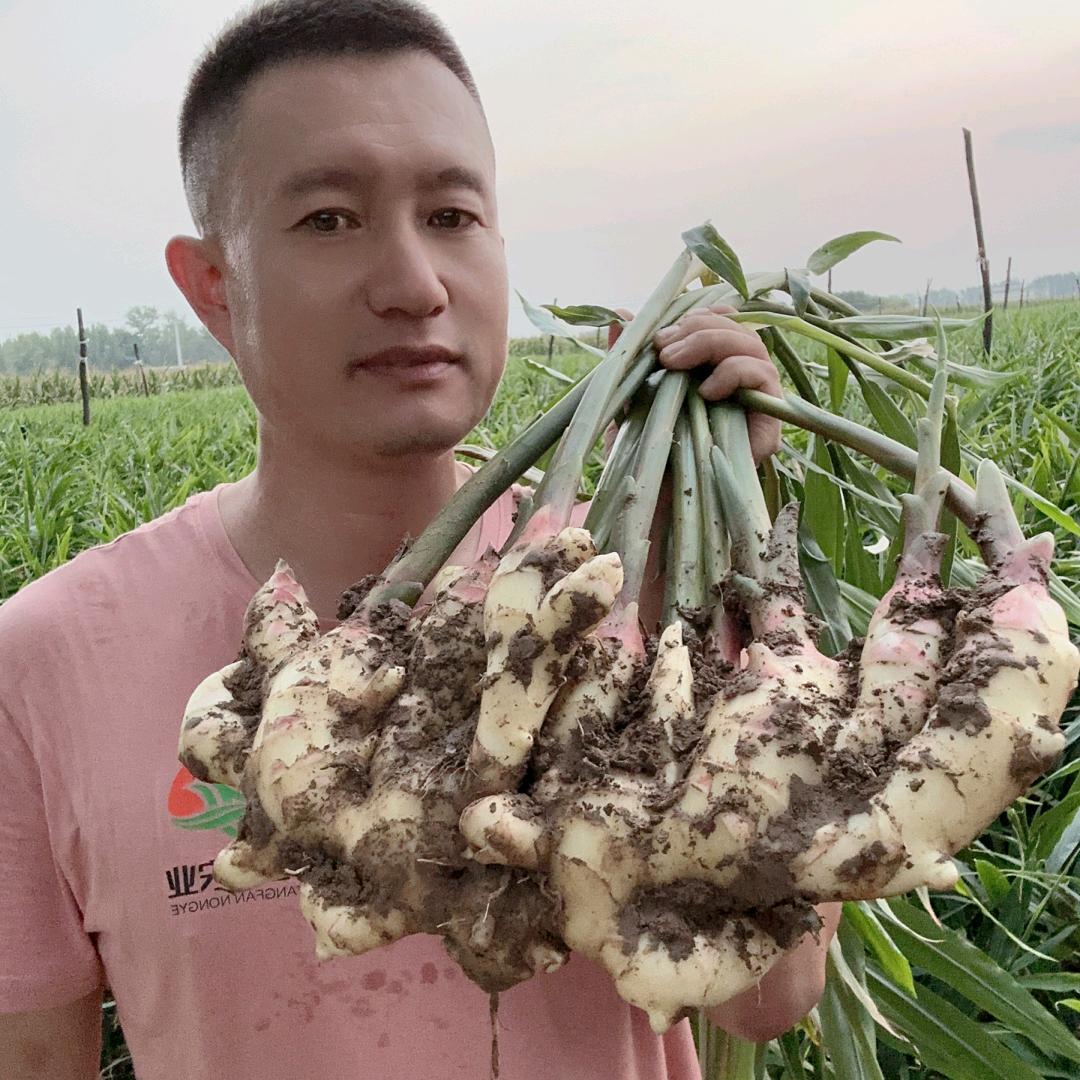 阳帆农业🌱赵铁蛋
