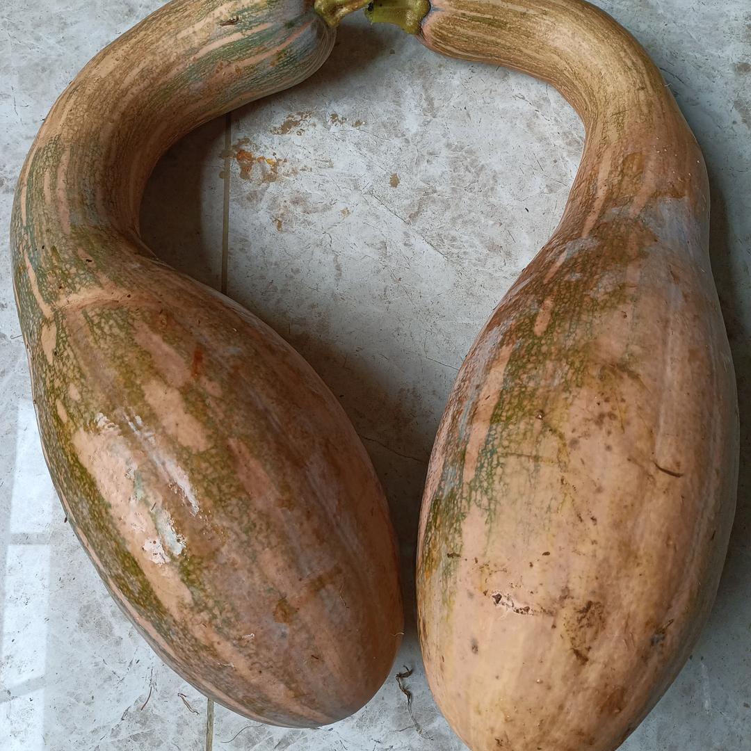 翠维