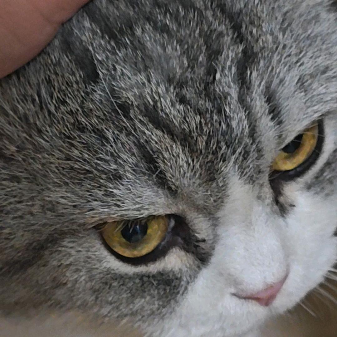 瓶子里的小矮人