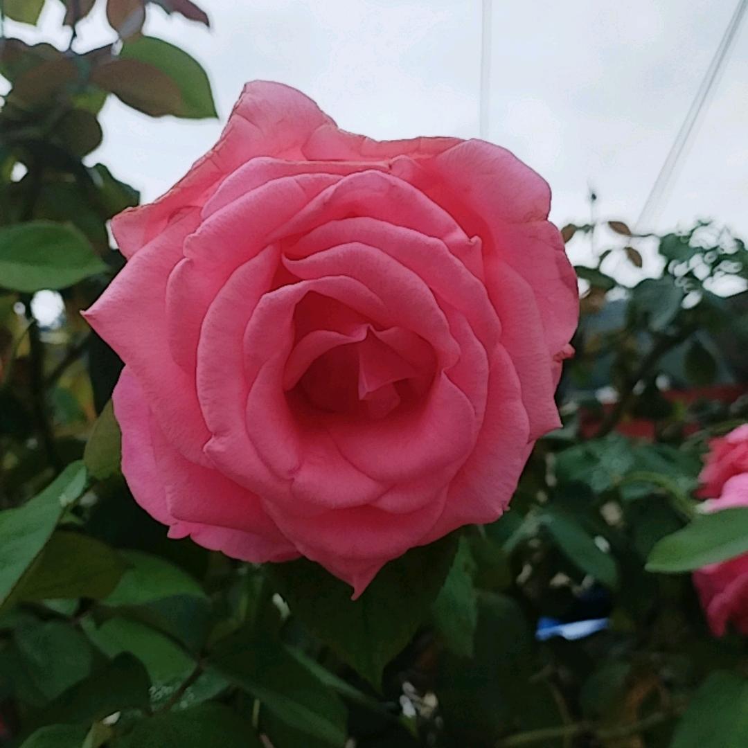 心想事成🍓💏