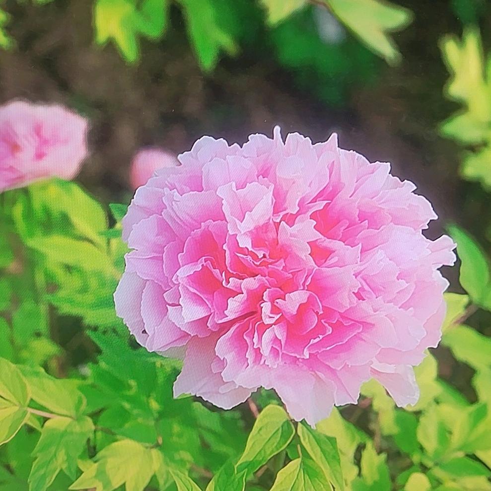 示芬菲百货