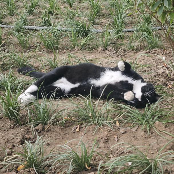 西伯利亚的烤鹅