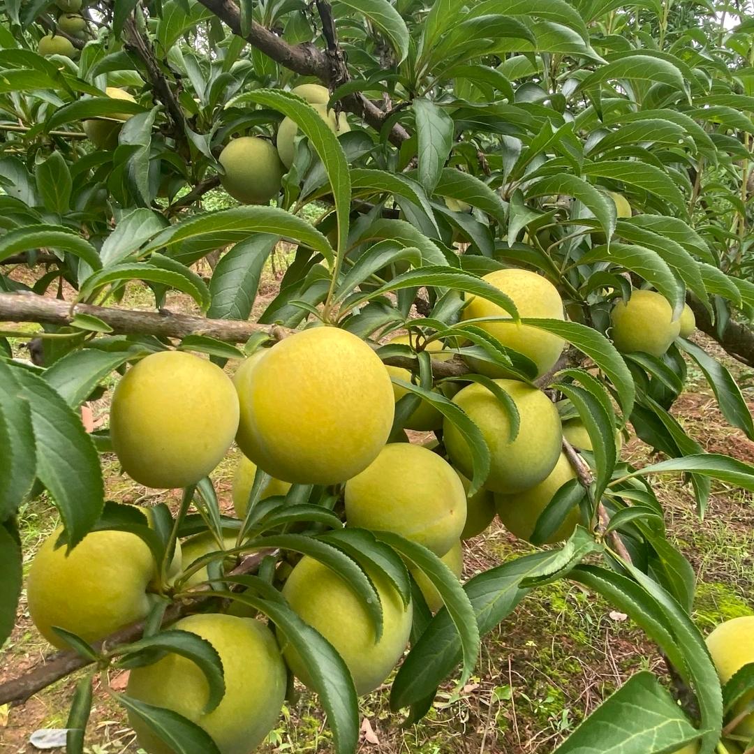 草莓吃饱饱