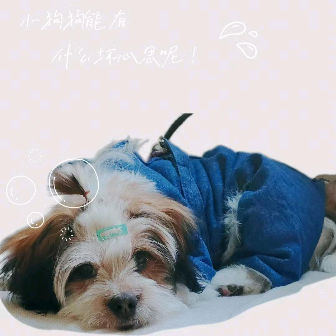 是大福呀！