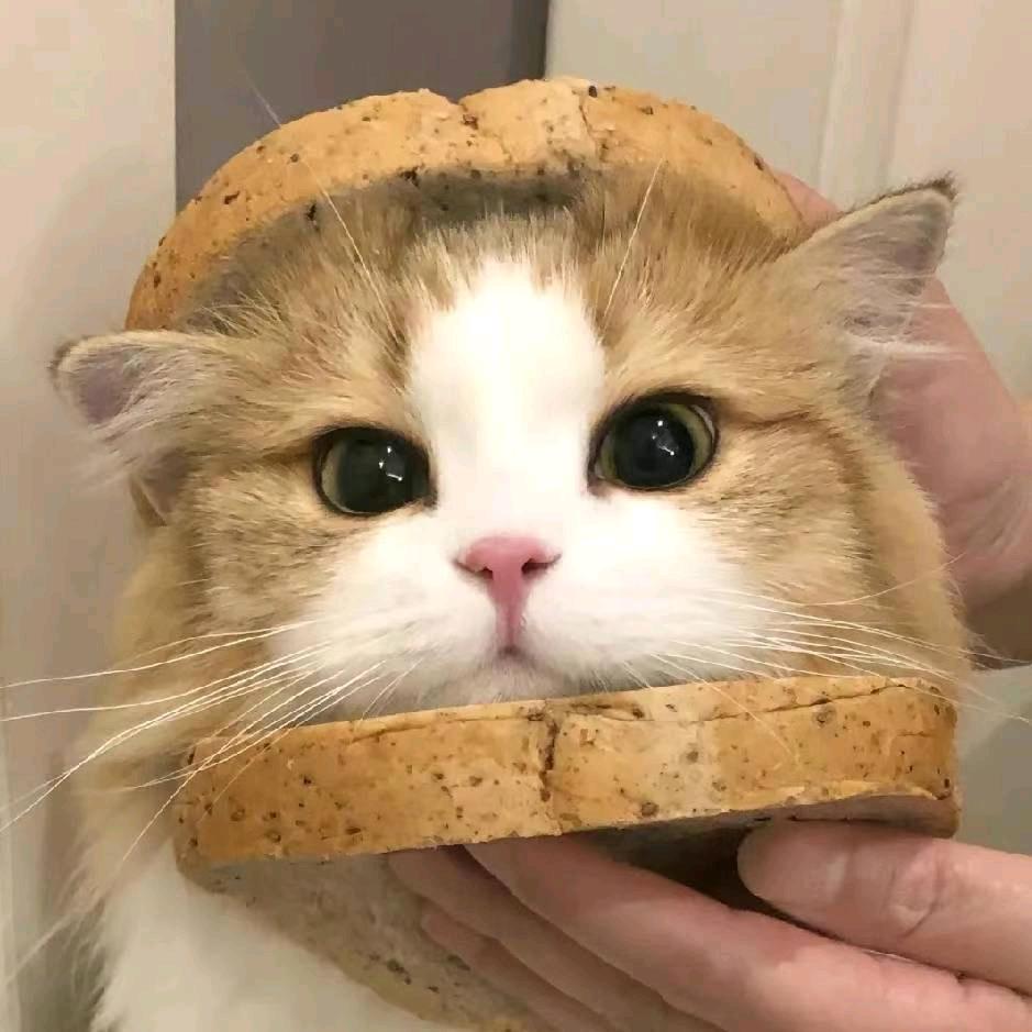 H♥