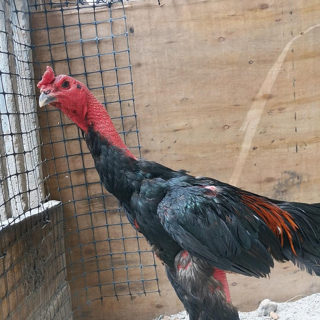 麦田里的守望者