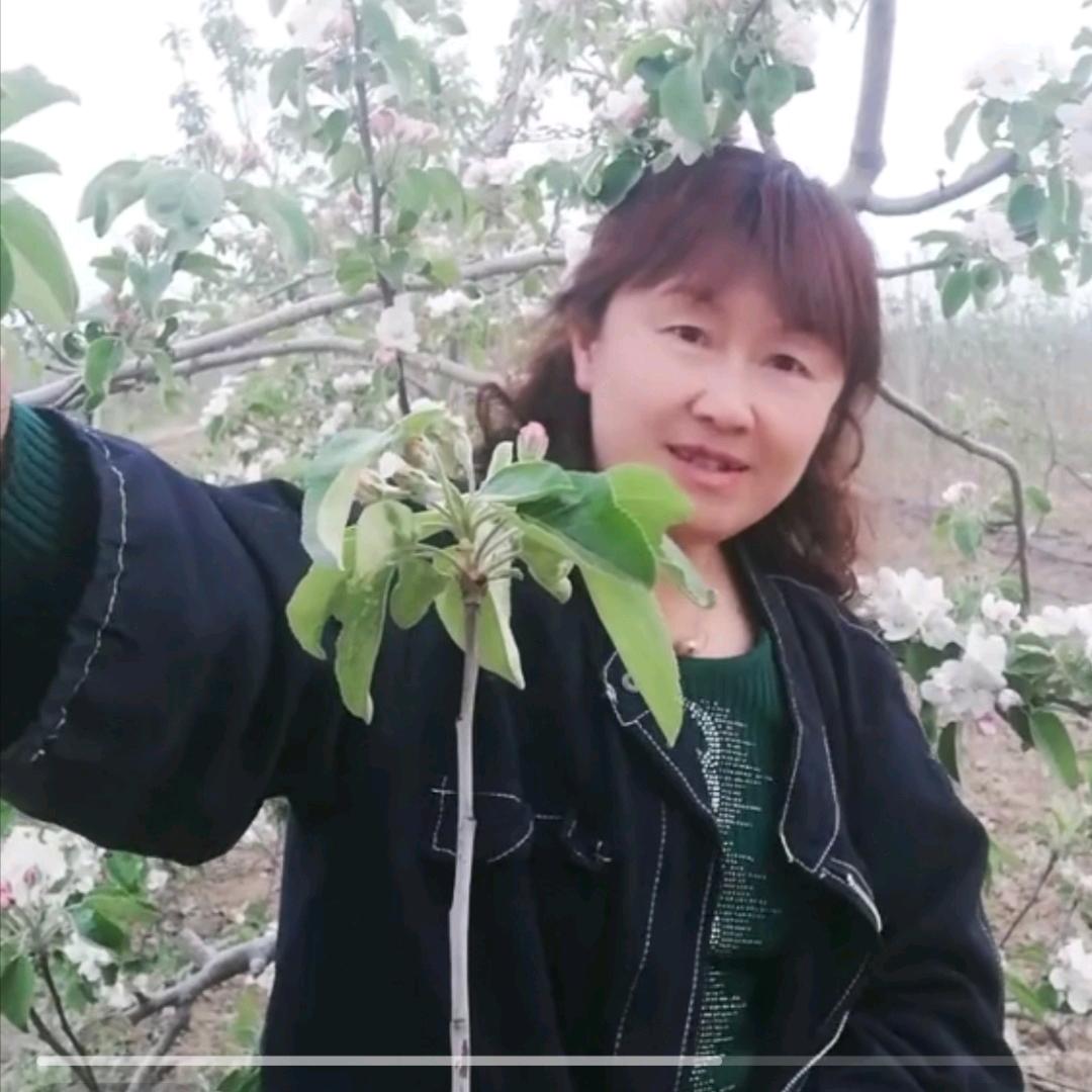 莱州苗木专业嫁接团队