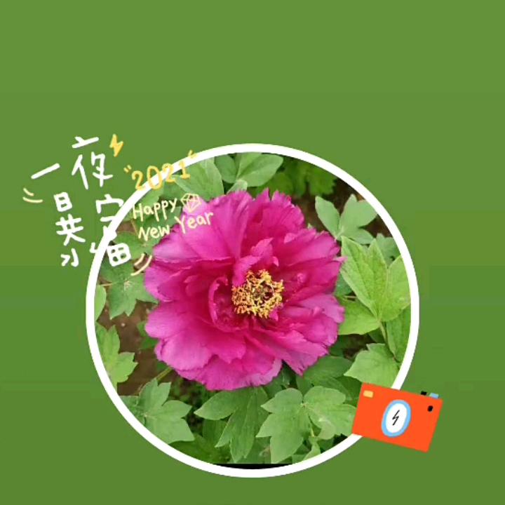 Ade青春，一去不复反
