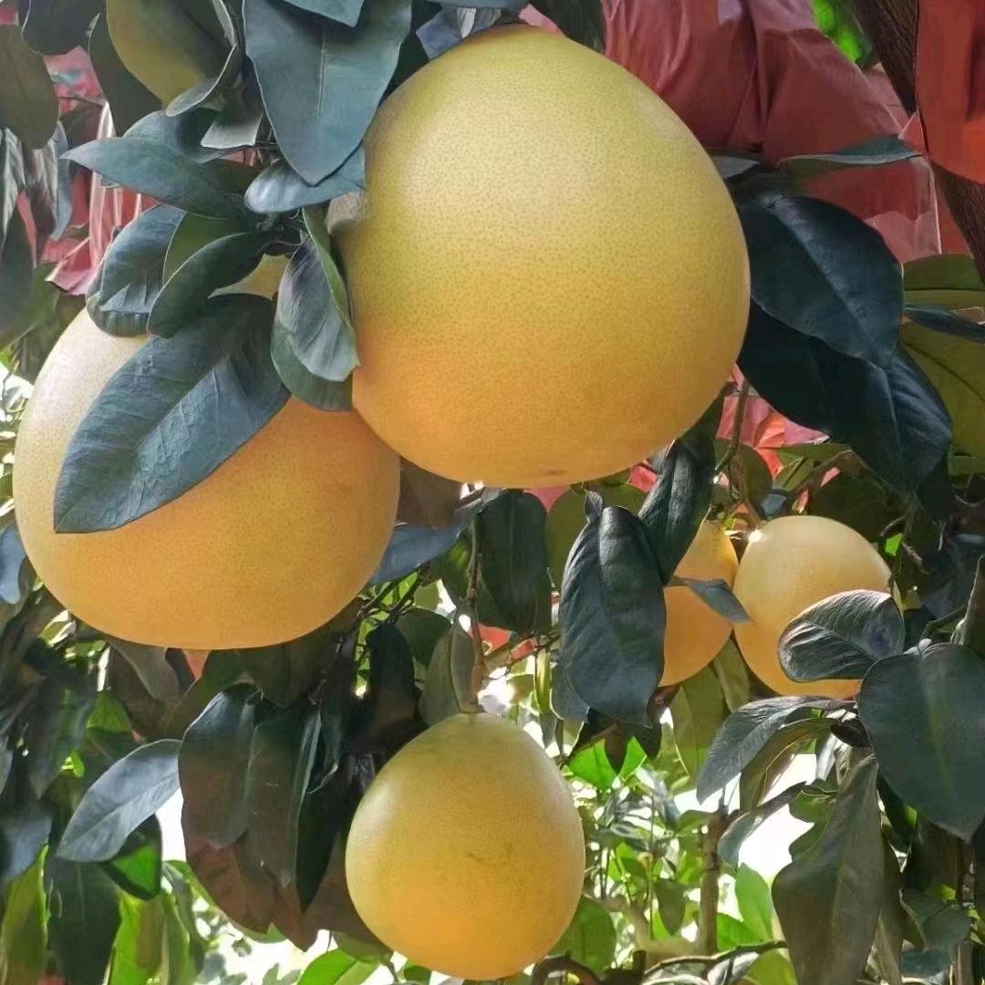 杨小杨