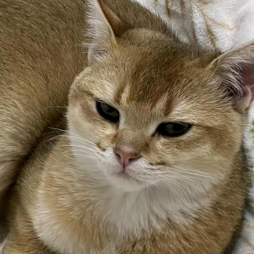 无糖全麦小面包