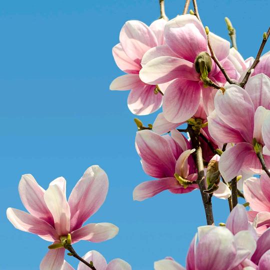 超超（达耒旺）