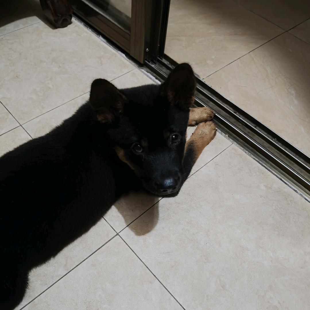 🌲🐶🐍🌲
