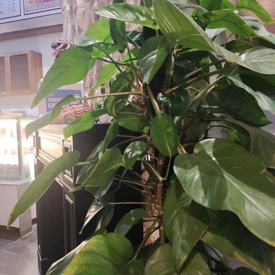 染苔霞时尚