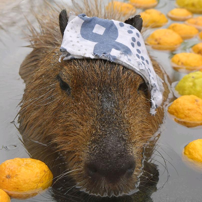 卡皮巴拉不是雷霆嘎巴🍔🍔🍔