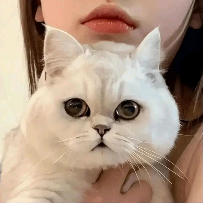 哦哦