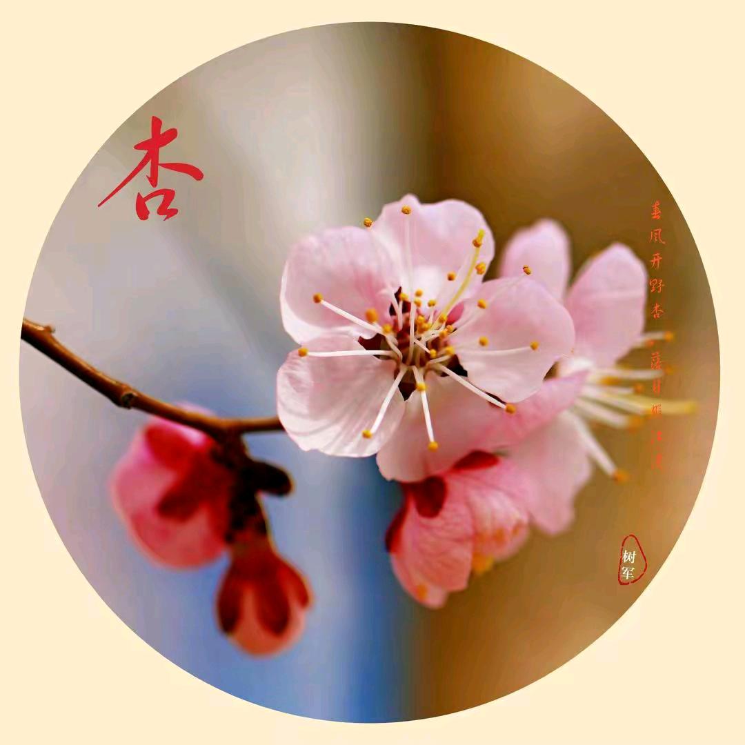 霞姐