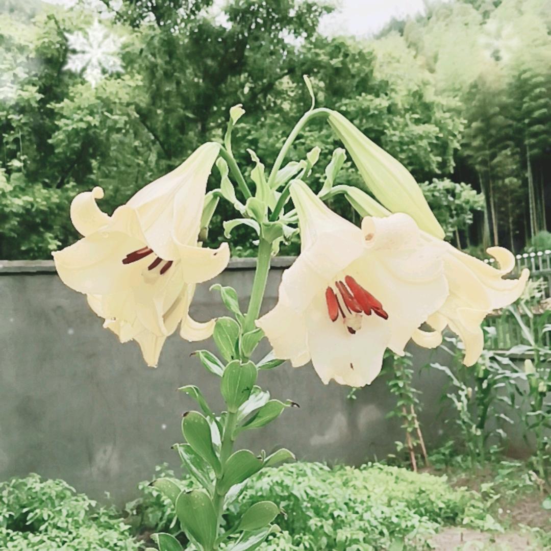 昨🌻叶🍀星⭐辰