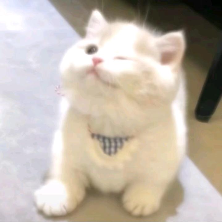 Fᵣₑₑdₒₘ