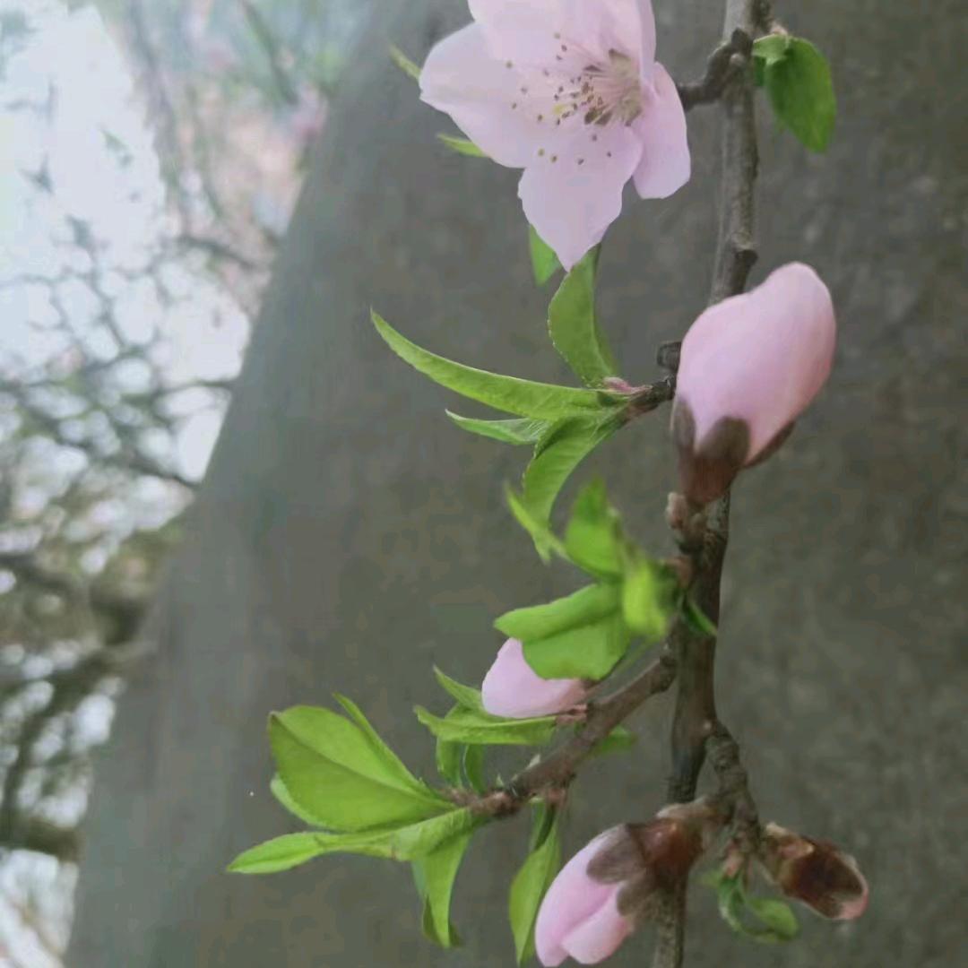 荒漠