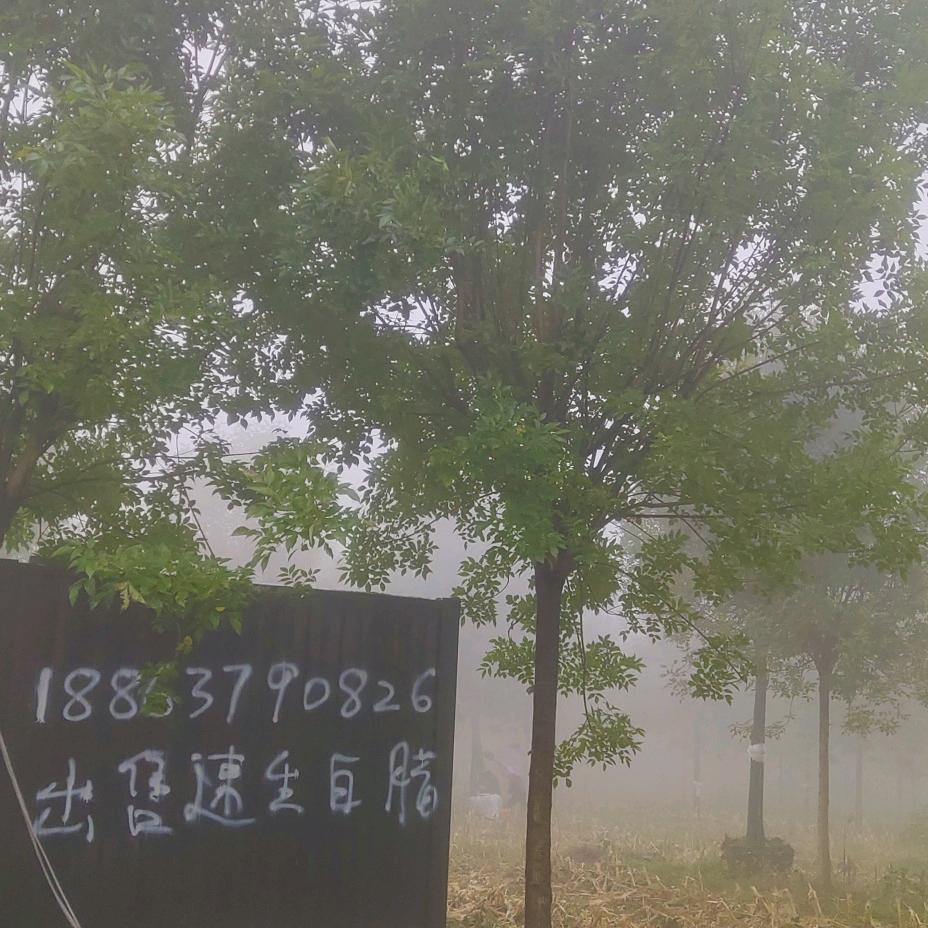 济宁速生白腊基地