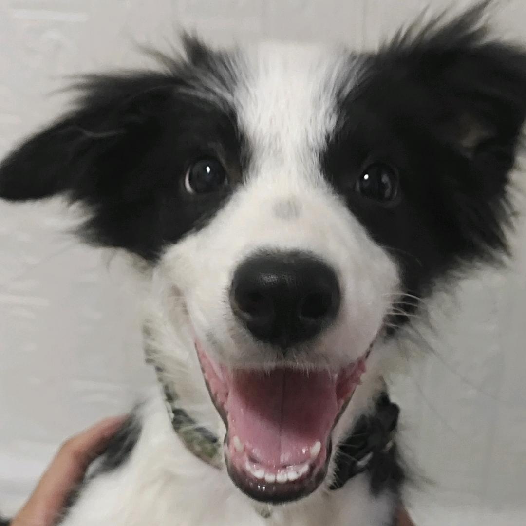 奥利奥不是饼干