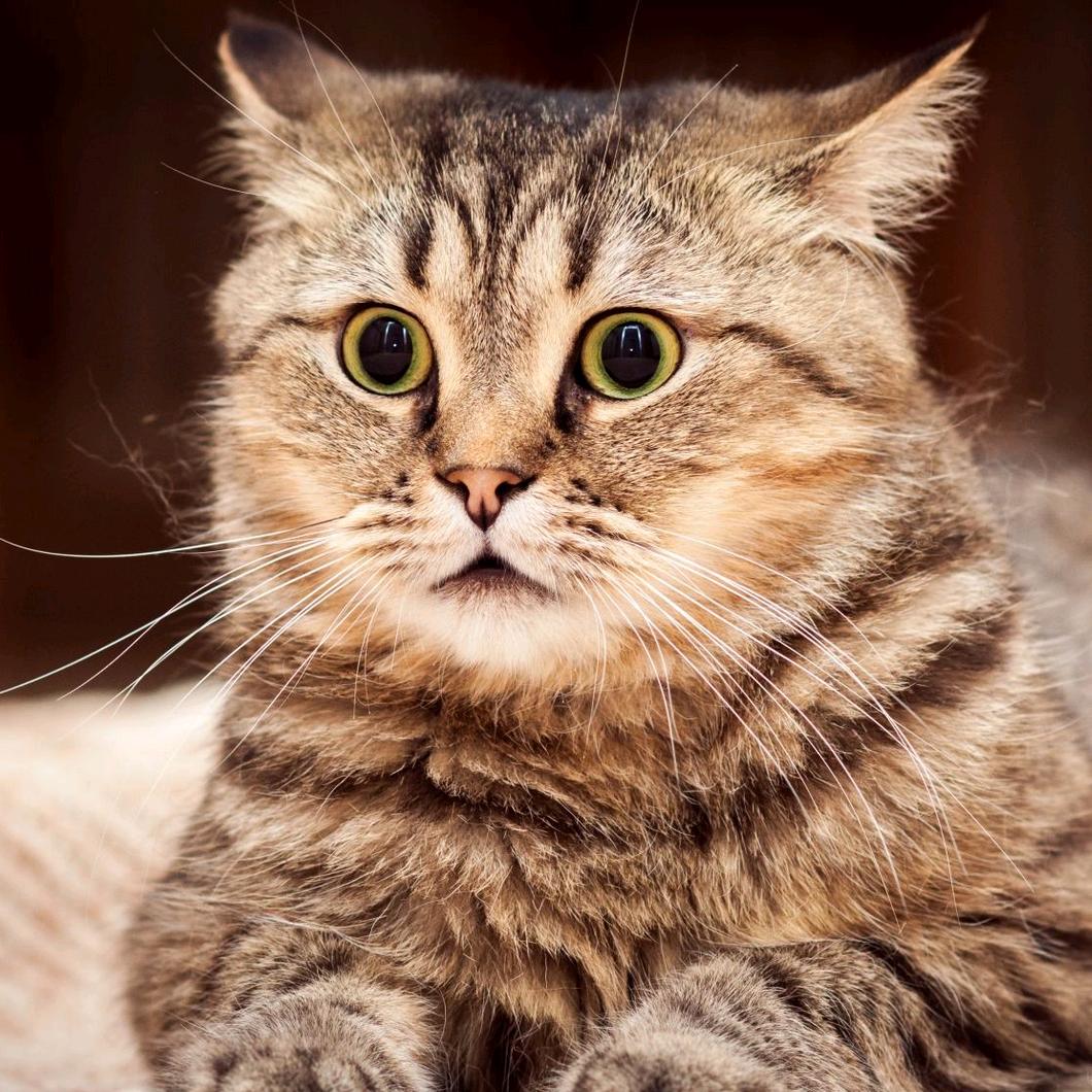 吃西瓜的猫