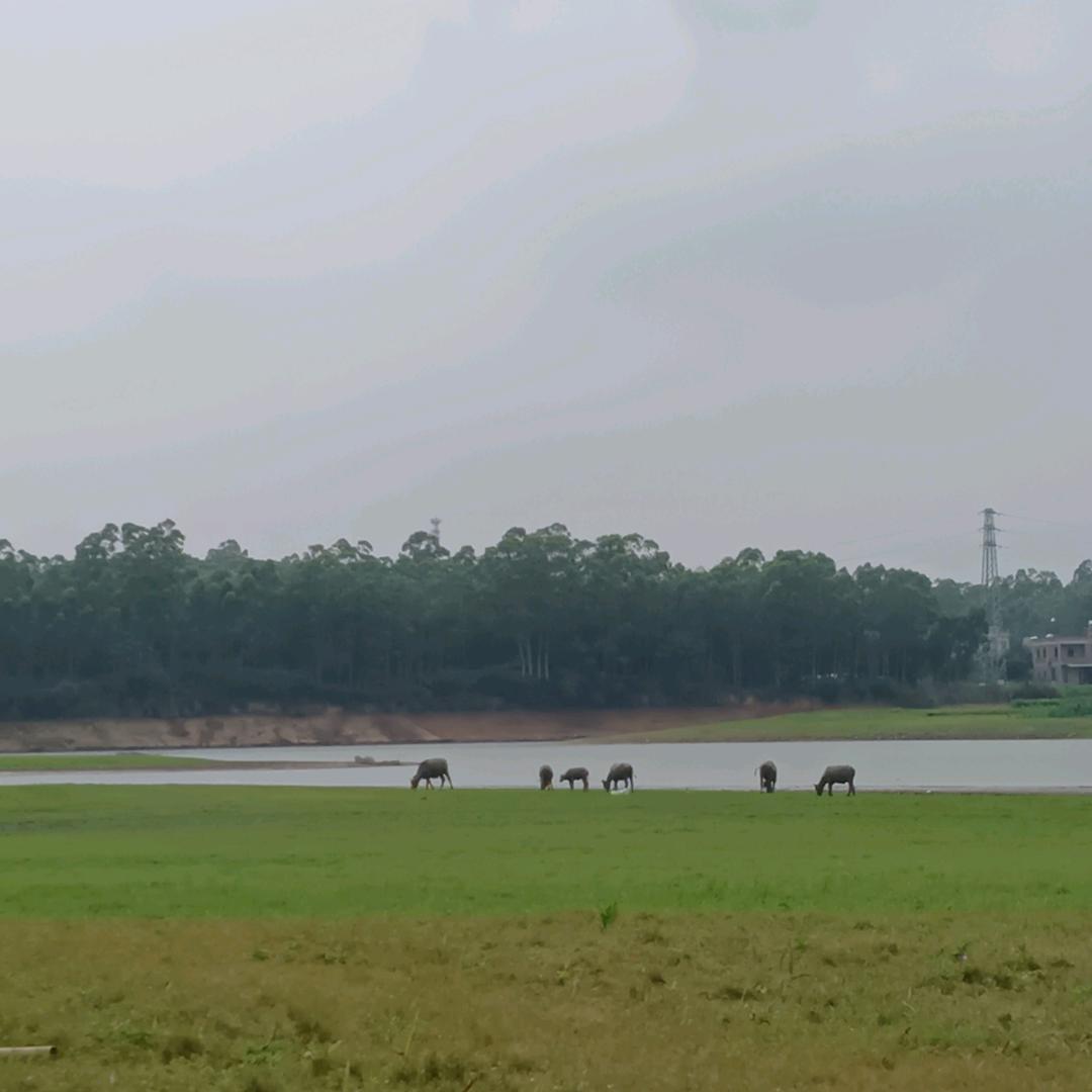 蔠