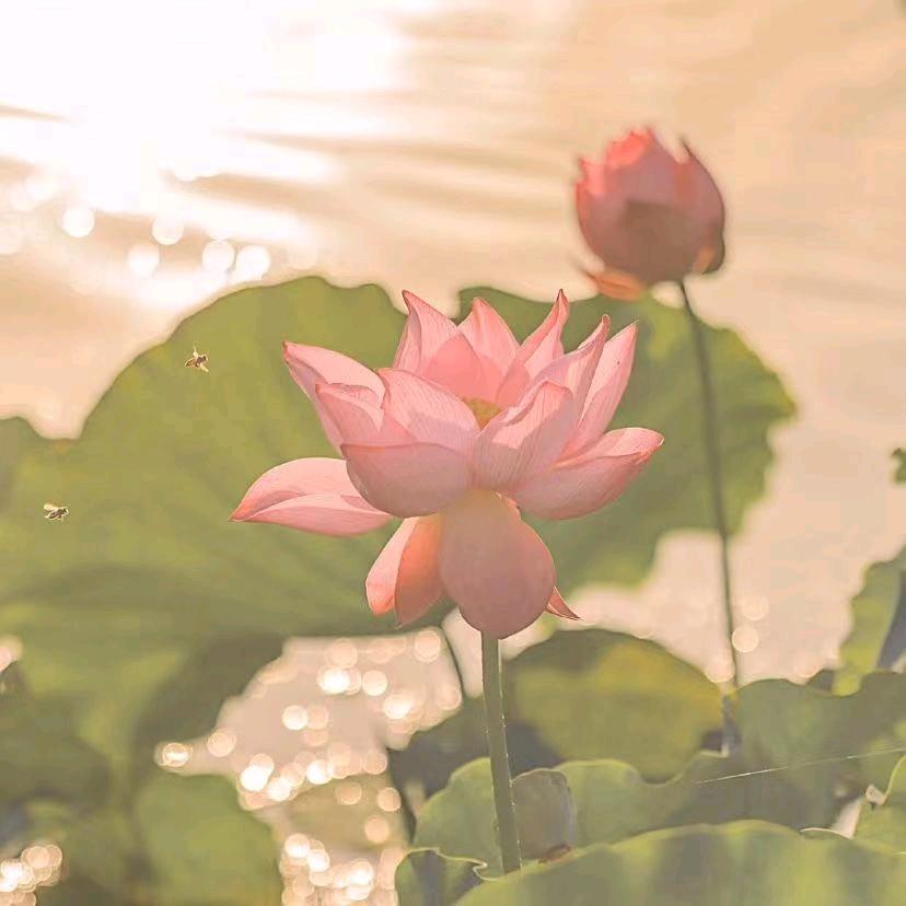 燕子