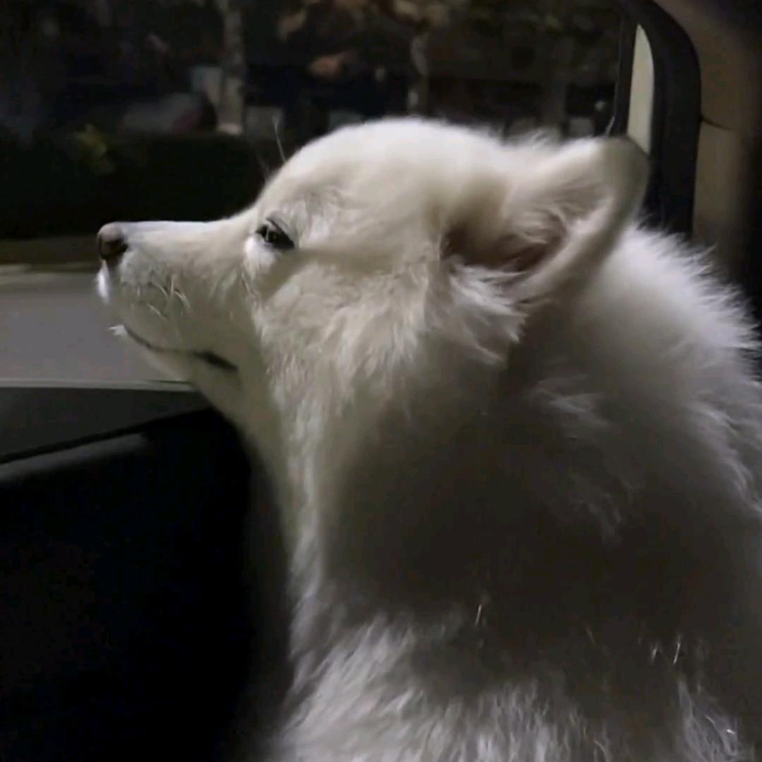 花狐蝶