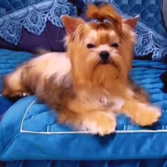 青枫🐶🐶